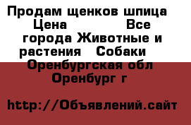 Продам щенков шпица › Цена ­ 20 000 - Все города Животные и растения » Собаки   . Оренбургская обл.,Оренбург г.